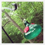 Humming bird feeder 