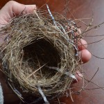 Birds’ Nests