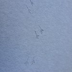 Snow prints