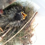 Bird Update and Tip for Suet Feeders